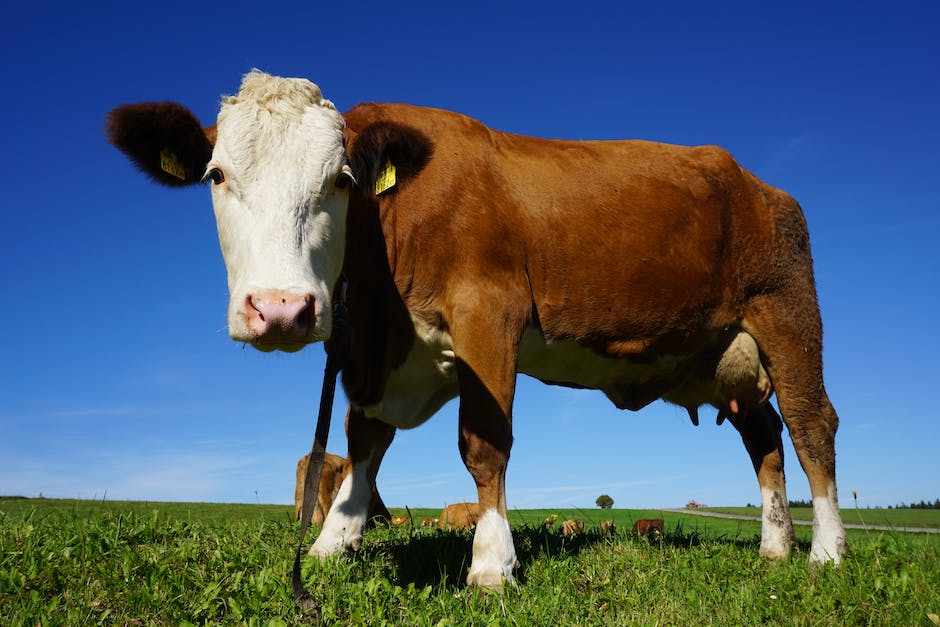  Bild einer Kuh beim Melken mit dem alt-Attribut 