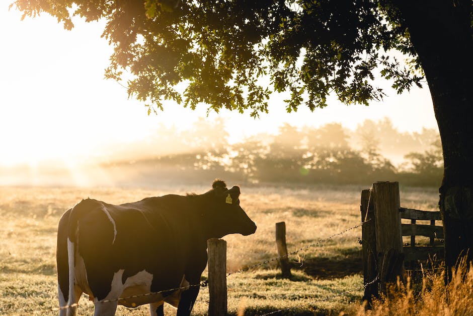  Wann erzeugt eine Kuh Milch?