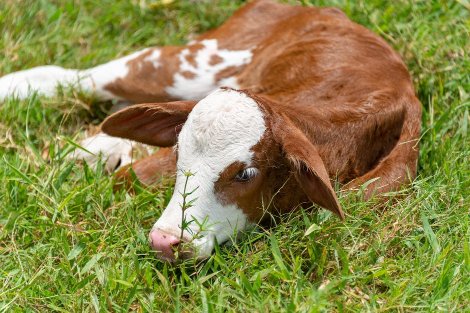  Kühe beginnen mit dem Produzieren von Milch nach der Geburt