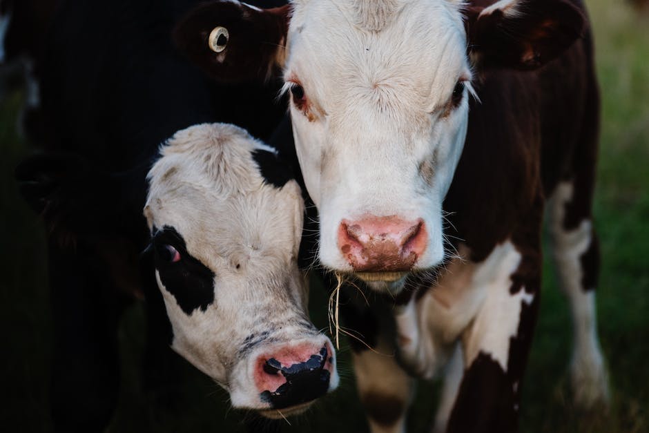  Wann produziert eine Kuh Milch?