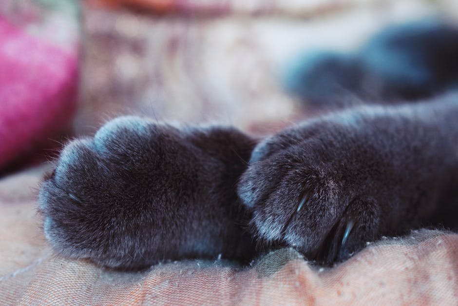 Katzenmilch - Warum es ungesund ist