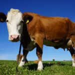 Warum geben Kühe immer Milch? Eine Antwort auf gesunde Ernährung.
