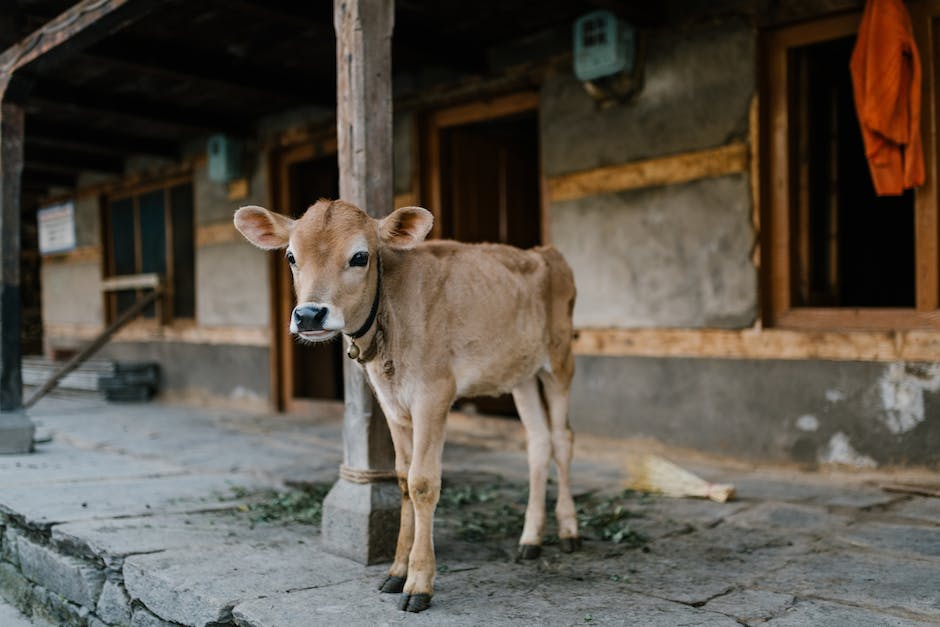 Warum produziert die Kuh immer Milch?