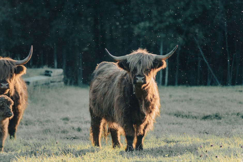  Warum produziert eine Kuh Milch trotz des Fehlens von Kalb?