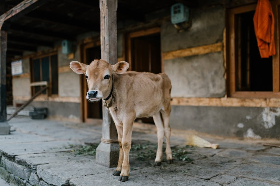 Warum produzieren Kühe immer Milch?