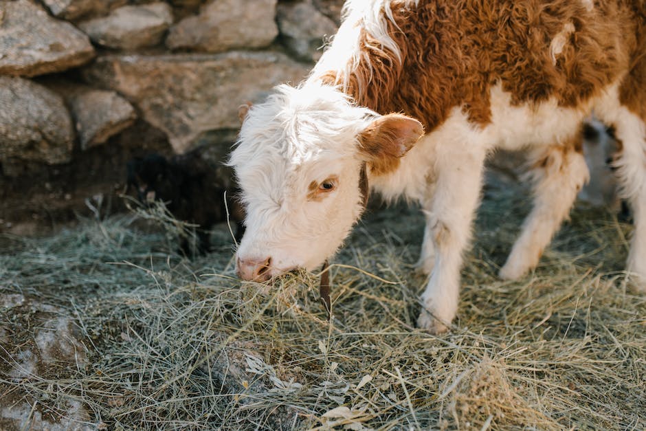  Warum geben Kühe immer Milch