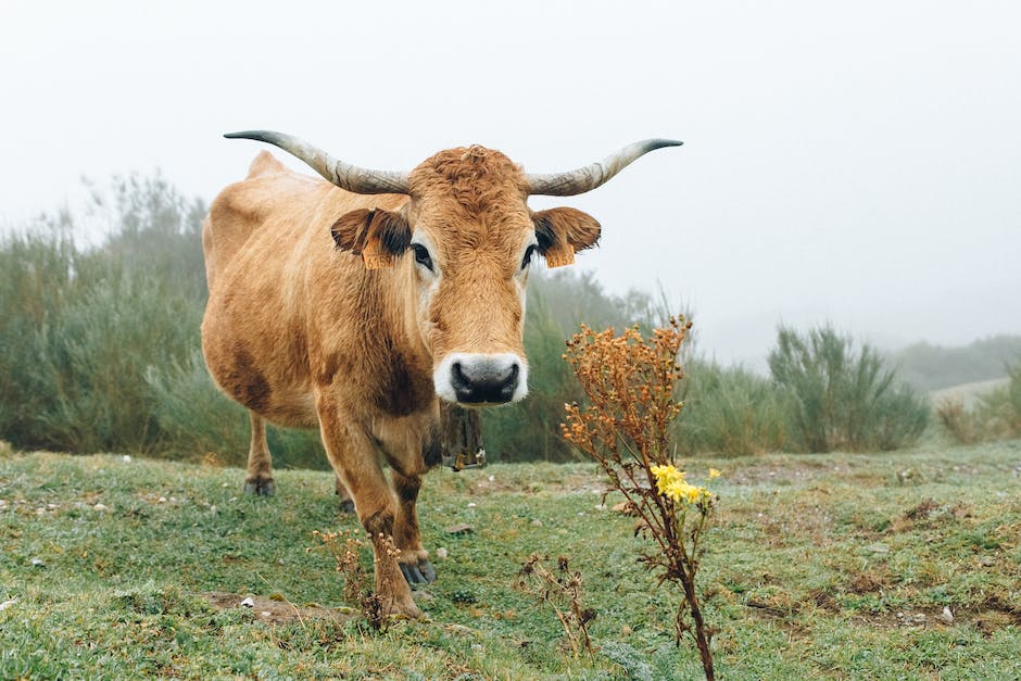 Milchhaltbarkeit: Wie lange kann Milch offen bleiben?