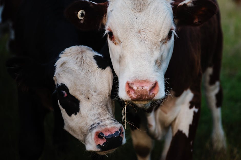  Kühe geben Milch für lange Zeit