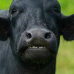 Kühe geben Milch: Wie lange können sie dies leisten?