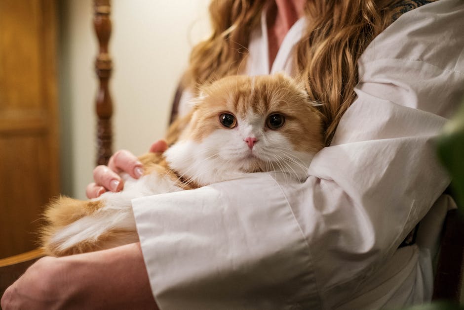 Länge des Milchantrinks bei Katzenbabys