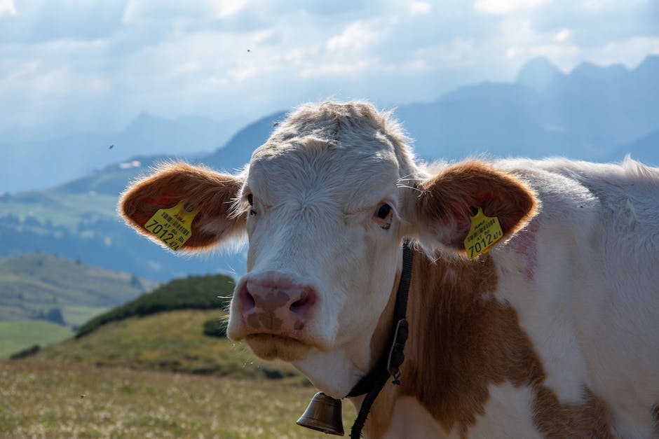  Bild zeigt eine Kuh, die Milch produziert