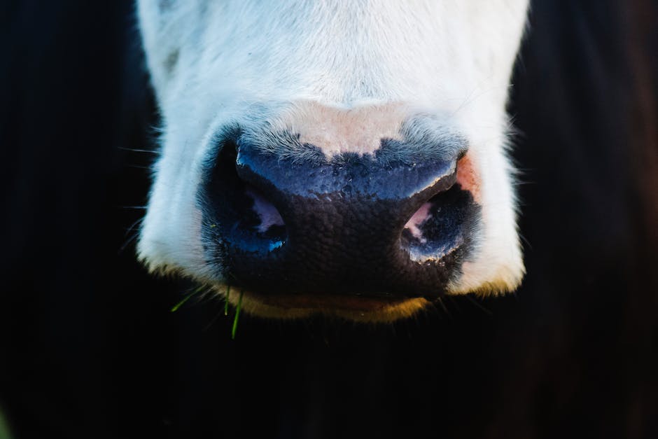  Anzahl der Kalbungen pro Kuh für produzierte Milch