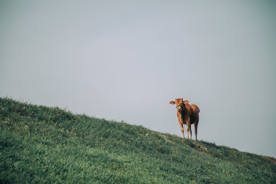 Kühe müssen jährlich kalben um Milch zu produzieren