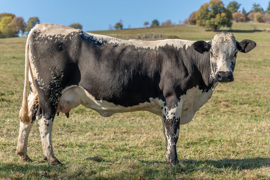 Kühe müssen jährlich kalben, um Milch zu geben