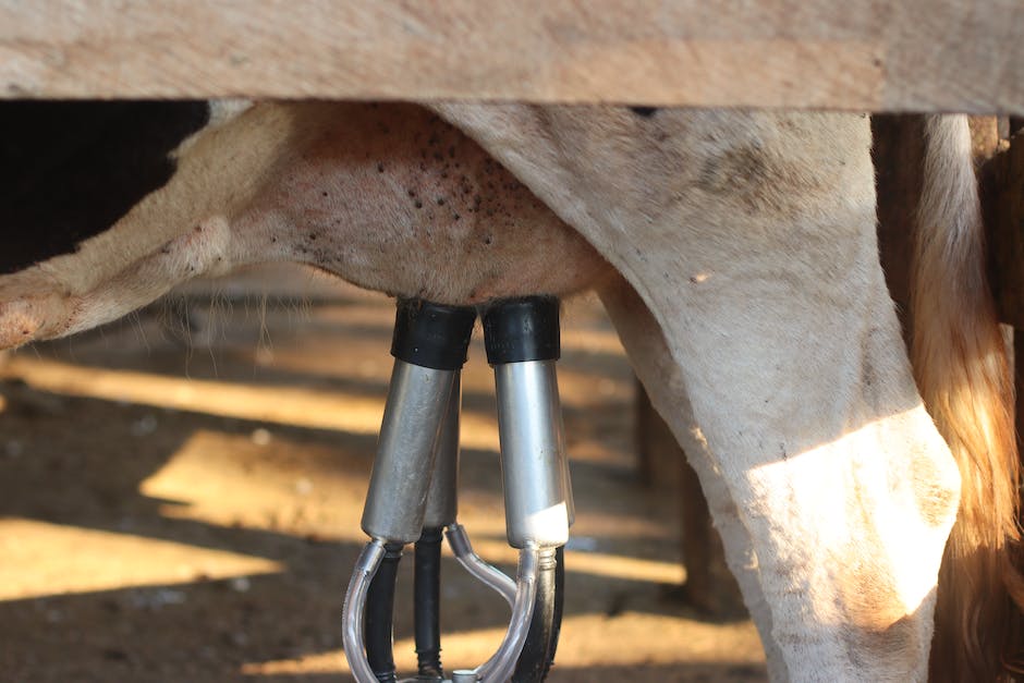Kuh liefert durchschnittlich 3000 Liter Milch pro Jahr